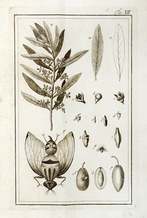  Gandolfi Bartolommeo : Saggio teorico pratico sopra gli ulivi l'olio e i saponi...  - Asta Libri, autografi e manoscritti - Libreria Antiquaria Gonnelli - Casa d'Aste - Gonnelli Casa d'Aste