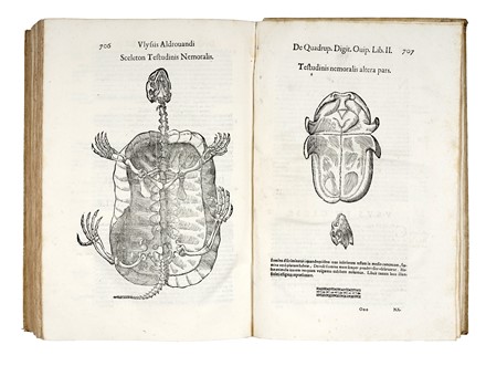  Aldrovandi Ulisse : De quadrupedibus digitatis viviparis libri tres et de quadrupedibus digitatis oviparis libri duo...  - Auction Books, Autographs and Manuscripts - Libreria Antiquaria Gonnelli - Casa d'Aste - Gonnelli Casa d'Aste