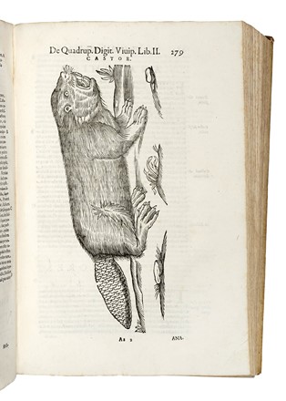  Aldrovandi Ulisse : De quadrupedibus digitatis viviparis libri tres et de quadrupedibus digitatis oviparis libri duo...  - Auction Books, Autographs and Manuscripts - Libreria Antiquaria Gonnelli - Casa d'Aste - Gonnelli Casa d'Aste