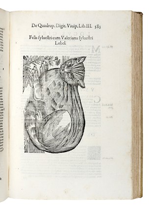  Aldrovandi Ulisse : De quadrupedibus digitatis viviparis libri tres et de quadrupedibus digitatis oviparis libri duo...  - Auction Books, Autographs and Manuscripts - Libreria Antiquaria Gonnelli - Casa d'Aste - Gonnelli Casa d'Aste