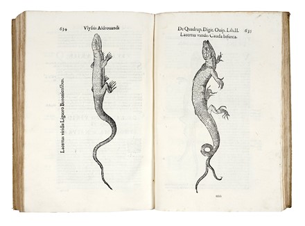  Aldrovandi Ulisse : De quadrupedibus digitatis viviparis libri tres et de quadrupedibus digitatis oviparis libri duo...  - Auction Books, Autographs and Manuscripts - Libreria Antiquaria Gonnelli - Casa d'Aste - Gonnelli Casa d'Aste