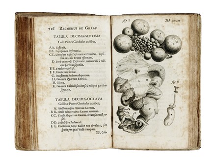  Graaf Reinier (de) : De mulierum organis generationi inservientibus tractatus novus... Medicina  - Auction Books, Autographs and Manuscripts - Libreria Antiquaria Gonnelli - Casa d'Aste - Gonnelli Casa d'Aste