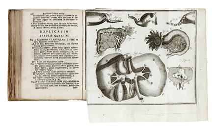  Heister Lorenz : Compendium anatomicum totam rem anatomicam brevissime complectens... Anatomia, Medicina, Chirurgia, Medicina, Medicina  - Auction Books, Autographs and Manuscripts - Libreria Antiquaria Gonnelli - Casa d'Aste - Gonnelli Casa d'Aste
