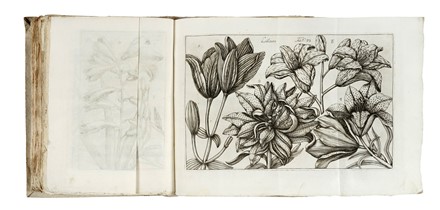  Arena Filippo : La natura, e coltura de' fiori fisicamente esposta in due trattati [...]. Tomo primo (-terzo). Botanica, Figurato, Scienze naturali, Collezionismo e Bibliografia  - Auction Books, Autographs and Manuscripts - Libreria Antiquaria Gonnelli - Casa d'Aste - Gonnelli Casa d'Aste