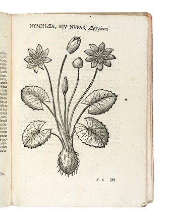  Alpino Prospero : De plantis Aegyptiis...  Johan Vesling  - Auction Books, Autographs and Manuscripts - Libreria Antiquaria Gonnelli - Casa d'Aste - Gonnelli Casa d'Aste