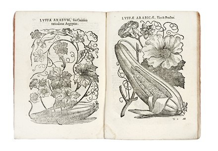  Alpino Prospero : De plantis Aegyptiis...  Johan Vesling  - Auction Books, Autographs and Manuscripts - Libreria Antiquaria Gonnelli - Casa d'Aste - Gonnelli Casa d'Aste
