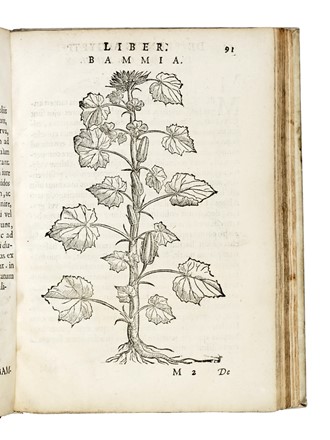  Alpino Prospero : De plantis Aegypti liber. Cum observationibus & notis Ioannis Veslingii... Botanica, Egittologia, Figurato, Scienze naturali, Storia, Diritto e Politica, Collezionismo e Bibliografia  - Auction Books, Autographs and Manuscripts - Libreria Antiquaria Gonnelli - Casa d'Aste - Gonnelli Casa d'Aste