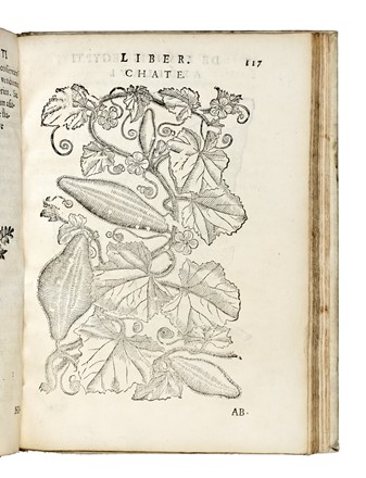  Alpino Prospero : De plantis Aegypti liber. Cum observationibus & notis Ioannis Veslingii... Botanica, Egittologia, Figurato, Scienze naturali, Storia, Diritto e Politica, Collezionismo e Bibliografia  - Auction Books, Autographs and Manuscripts - Libreria Antiquaria Gonnelli - Casa d'Aste - Gonnelli Casa d'Aste