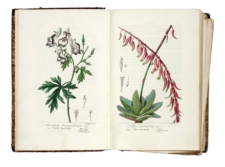  Pellegrini Raimondo : Antosofia o scienza de' fiori: trattata anatomicamente, fisiologicamente e patologicamente [...] con figure diligentemente colorite...  - Asta Libri, autografi e manoscritti - Libreria Antiquaria Gonnelli - Casa d'Aste - Gonnelli Casa d'Aste