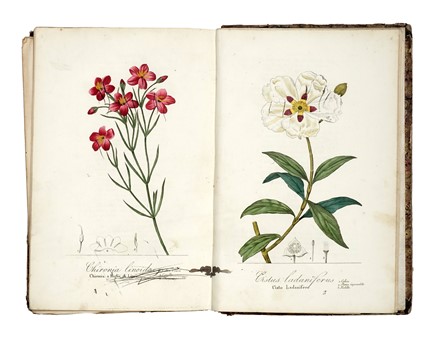  Pellegrini Raimondo : Antosofia o scienza de' fiori: trattata anatomicamente, fisiologicamente e patologicamente [...] con figure diligentemente colorite...  - Asta Libri, autografi e manoscritti - Libreria Antiquaria Gonnelli - Casa d'Aste - Gonnelli Casa d'Aste