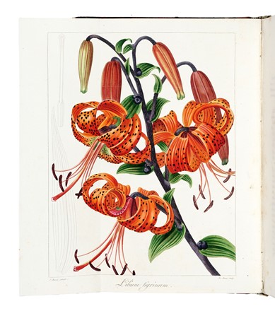 Mordant de Launay Jean Claude Mien : Herbier general de l'amateur, contenant la description, l'histoire, les proprietes et la culture des vegetaux utiles et agreable [...] Tome premier [-huiti�me]. Botanica, Figurato, Scienze naturali, Collezionismo e Bibliografia  Jean Louis Auguste Loiseleur-Deslongchamps, Pancrace Bessa  (Parigi, 1772 - �couen, 1846)  - Auction Books, Autographs and Manuscripts - Libreria Antiquaria Gonnelli - Casa d'Aste - Gonnelli Casa d'Aste