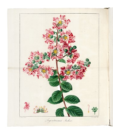  Mordant de Launay Jean Claude Mien : Herbier general de l'amateur, contenant la description, l'histoire, les proprietes et la culture des vegetaux utiles et agreable [...] Tome premier [-huiti�me]. Botanica, Figurato, Scienze naturali, Collezionismo e Bibliografia  Jean Louis Auguste Loiseleur-Deslongchamps, Pancrace Bessa  (Parigi, 1772 - �couen, 1846)  - Auction Books, Autographs and Manuscripts - Libreria Antiquaria Gonnelli - Casa d'Aste - Gonnelli Casa d'Aste