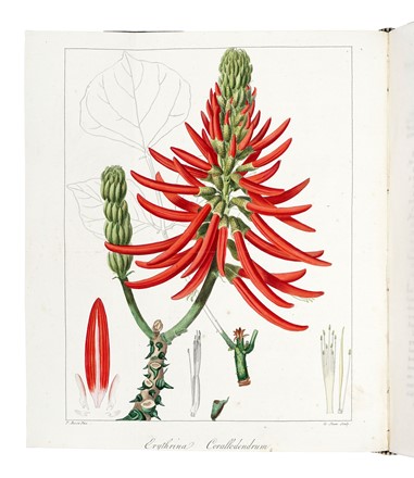  Mordant de Launay Jean Claude Mien : Herbier general de l'amateur, contenant la description, l'histoire, les proprietes et la culture des vegetaux utiles et agreable [...] Tome premier [-huiti�me]. Botanica, Figurato, Scienze naturali, Collezionismo e Bibliografia  Jean Louis Auguste Loiseleur-Deslongchamps, Pancrace Bessa  (Parigi, 1772 - �couen, 1846)  - Auction Books, Autographs and Manuscripts - Libreria Antiquaria Gonnelli - Casa d'Aste - Gonnelli Casa d'Aste