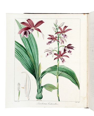  Mordant de Launay Jean Claude Mien : Herbier general de l'amateur, contenant la description, l'histoire, les proprietes et la culture des vegetaux utiles et agreable [...] Tome premier [-huiti�me]. Botanica, Figurato, Scienze naturali, Collezionismo e Bibliografia  Jean Louis Auguste Loiseleur-Deslongchamps, Pancrace Bessa  (Parigi, 1772 - �couen, 1846)  - Auction Books, Autographs and Manuscripts - Libreria Antiquaria Gonnelli - Casa d'Aste - Gonnelli Casa d'Aste