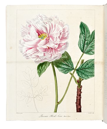  Mordant de Launay Jean Claude Mien : Herbier general de l'amateur, contenant la description, l'histoire, les proprietes et la culture des vegetaux utiles et agreable [...] Tome premier [-huiti�me]. Botanica, Figurato, Scienze naturali, Collezionismo e Bibliografia  Jean Louis Auguste Loiseleur-Deslongchamps, Pancrace Bessa  (Parigi, 1772 - �couen, 1846)  - Auction Books, Autographs and Manuscripts - Libreria Antiquaria Gonnelli - Casa d'Aste - Gonnelli Casa d'Aste