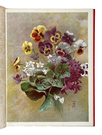  Gori Pietro : I fiori... Botanica  Angiolo Pucci, Tito Chelazzi  - Auction Books, Autographs and Manuscripts - Libreria Antiquaria Gonnelli - Casa d'Aste - Gonnelli Casa d'Aste