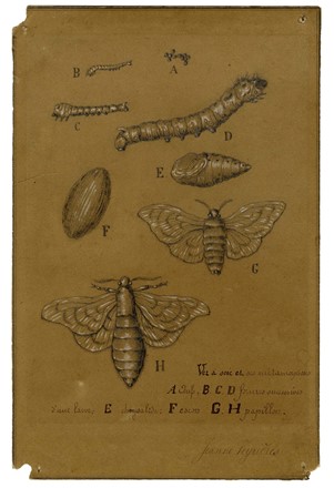  Autori vari : Lotto di quattro disegni.  - Asta Asta di beneficenza. Dalla collezione di Franco Lucini. - Libreria Antiquaria Gonnelli - Casa d'Aste - Gonnelli Casa d'Aste