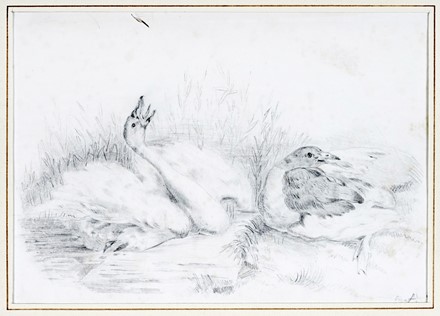  Autori vari : Lotto composto di 25 incisioni e disegni a tema animale.  Fabrizio Clerici  (Milano, 1913 - Roma, 1993), Moses Levy  (Tunisi, 1885 - Viareggio, 1968), Raoul Dal Molin Ferenzona  (Firenze, 1879 - Milano, 1946), Hans Thoma  (Bernau, 1839 - Karlsruhe, 1924), F�lix Bracquemond  (Parigi, 1833 - 1914), Oskar Laske  (Czernowitz, 1874 - Vienna, 1951)  - Asta Asta di beneficenza. Dalla collezione di Franco Lucini. - Libreria Antiquaria Gonnelli - Casa d'Aste - Gonnelli Casa d'Aste