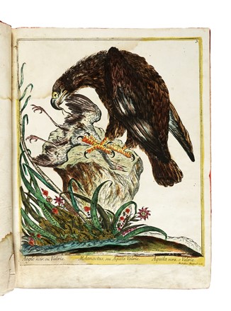  Maddalena Bouchard  (attiva a Roma 1772-1793 ca., ) : Recueil de Cent-trente-trois oiseaux, des plus belles especes, grav�s sur 87 planches et color�s d'apr�s nature par d'habiles maitres.  - Auction Old Masters, Modern and Contemporary Art - Libreria Antiquaria Gonnelli - Casa d'Aste - Gonnelli Casa d'Aste