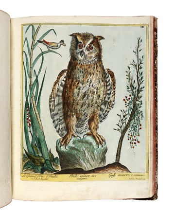  Maddalena Bouchard  (attiva a Roma 1772-1793 ca., ) : Recueil de Cent-trente-trois oiseaux, des plus belles especes, grav�s sur 87 planches et color�s d'apr�s nature par d'habiles maitres.  - Auction Old Masters, Modern and Contemporary Art - Libreria Antiquaria Gonnelli - Casa d'Aste - Gonnelli Casa d'Aste
