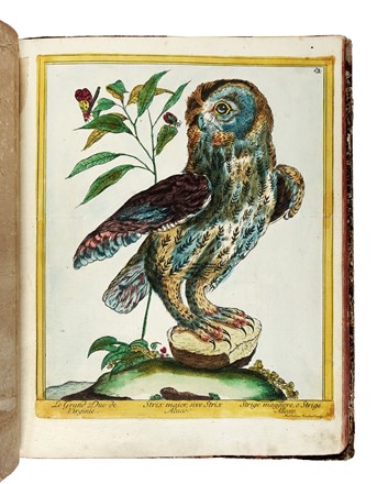  Maddalena Bouchard  (attiva a Roma 1772-1793 ca., ) : Recueil de Cent-trente-trois oiseaux, des plus belles especes, grav�s sur 87 planches et color�s d'apr�s nature par d'habiles maitres.  - Auction Old Masters, Modern and Contemporary Art - Libreria Antiquaria Gonnelli - Casa d'Aste - Gonnelli Casa d'Aste