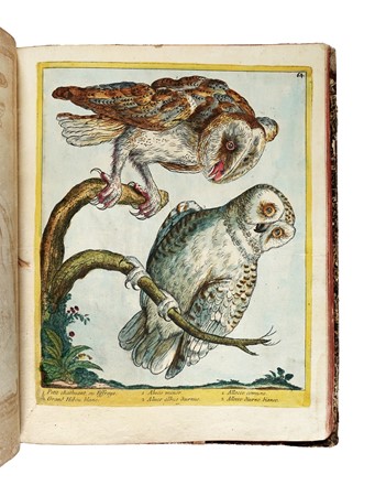  Maddalena Bouchard  (attiva a Roma 1772-1793 ca., ) : Recueil de Cent-trente-trois oiseaux, des plus belles especes, grav�s sur 87 planches et color�s d'apr�s nature par d'habiles maitres.  - Auction Old Masters, Modern and Contemporary Art - Libreria Antiquaria Gonnelli - Casa d'Aste - Gonnelli Casa d'Aste