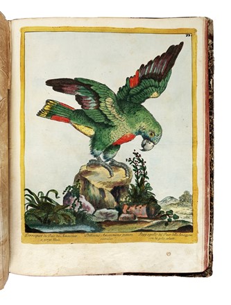  Maddalena Bouchard  (attiva a Roma 1772-1793 ca., ) : Recueil de Cent-trente-trois oiseaux, des plus belles especes, grav�s sur 87 planches et color�s d'apr�s nature par d'habiles maitres.  - Auction Old Masters, Modern and Contemporary Art - Libreria Antiquaria Gonnelli - Casa d'Aste - Gonnelli Casa d'Aste