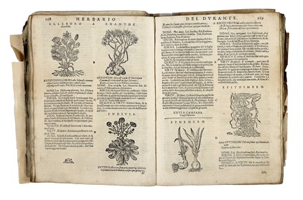  Durante Castore : Herbario Nuovo di Castore Durante... Botanica, Scienze naturali  - Auction Libri, Autografi e Manoscritti - Libreria Antiquaria Gonnelli - Casa d'Aste - Gonnelli Casa d'Aste