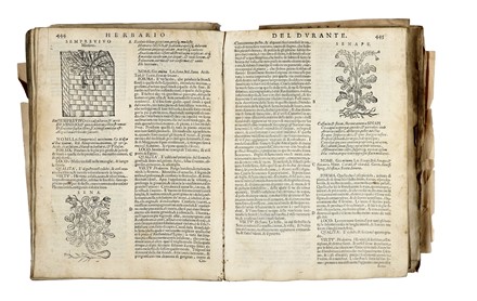  Durante Castore : Herbario Nuovo di Castore Durante... Botanica, Scienze naturali  - Auction Libri, Autografi e Manoscritti - Libreria Antiquaria Gonnelli - Casa d'Aste - Gonnelli Casa d'Aste