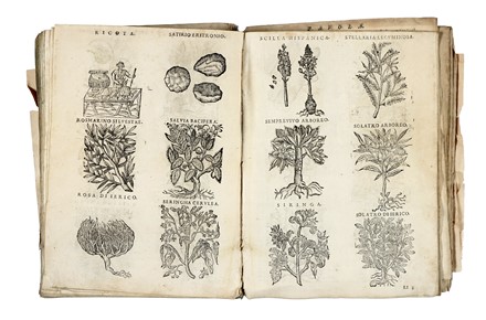  Durante Castore : Herbario Nuovo di Castore Durante... Botanica, Scienze naturali  - Auction Libri, Autografi e Manoscritti - Libreria Antiquaria Gonnelli - Casa d'Aste - Gonnelli Casa d'Aste