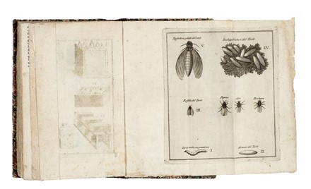  Tannoja Antonio Maria : Delle api e loro utile e della maniera di ben governarle...  - Asta Libri, Autografi e Manoscritti - Libreria Antiquaria Gonnelli - Casa d'Aste - Gonnelli Casa d'Aste