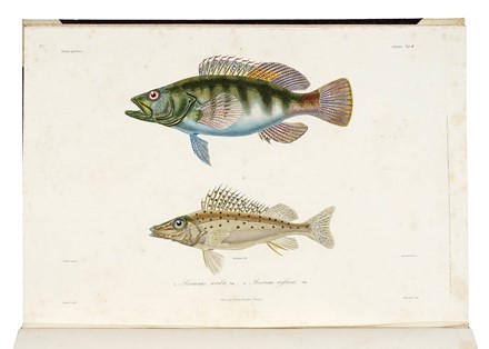  D�midoff Anatole : Voyage dans la Russie Meridionale et la Crim�e par la Hongrie la Valachie et la Moldavie... Geografia e viaggi  Denis-Auguste-Marie Raffet  (Parigi,, 1804 - Genova,, 1860)  - Auction Books, Autographs and Manuscripts - Libreria Antiquaria Gonnelli - Casa d'Aste - Gonnelli Casa d'Aste