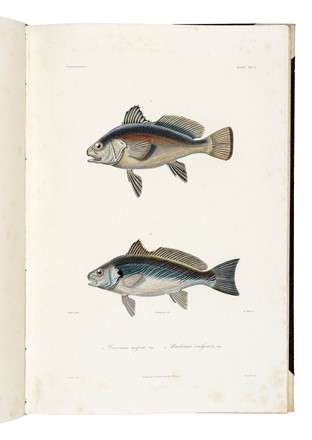  D�midoff Anatole : Voyage dans la Russie Meridionale et la Crim�e par la Hongrie la Valachie et la Moldavie... Geografia e viaggi  Denis-Auguste-Marie Raffet  (Parigi,, 1804 - Genova,, 1860)  - Auction Books, Autographs and Manuscripts - Libreria Antiquaria Gonnelli - Casa d'Aste - Gonnelli Casa d'Aste