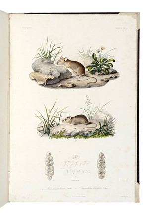  D�midoff Anatole : Voyage dans la Russie Meridionale et la Crim�e par la Hongrie la Valachie et la Moldavie... Geografia e viaggi  Denis-Auguste-Marie Raffet  (Parigi,, 1804 - Genova,, 1860)  - Auction Books, Autographs and Manuscripts - Libreria Antiquaria Gonnelli - Casa d'Aste - Gonnelli Casa d'Aste