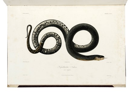  D�midoff Anatole : Voyage dans la Russie Meridionale et la Crim�e par la Hongrie la Valachie et la Moldavie... Geografia e viaggi  Denis-Auguste-Marie Raffet  (Parigi,, 1804 - Genova,, 1860)  - Auction Books, Autographs and Manuscripts - Libreria Antiquaria Gonnelli - Casa d'Aste - Gonnelli Casa d'Aste