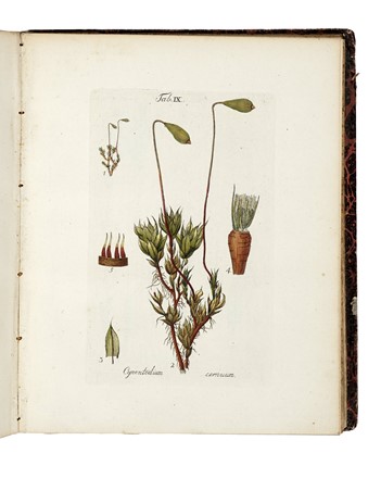  Hedwig Johann : Species Muscorum Frondosorum... Opus Posthumum editum a Friderico Schwaegrichen... Botanica  - Auction Books, Autographs and Manuscripts - Libreria Antiquaria Gonnelli - Casa d'Aste - Gonnelli Casa d'Aste