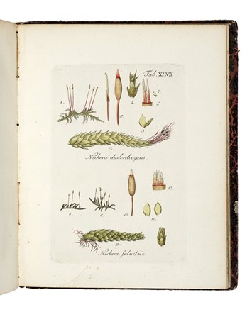  Hedwig Johann : Species Muscorum Frondosorum... Opus Posthumum editum a Friderico Schwaegrichen... Botanica  - Auction Books, Autographs and Manuscripts - Libreria Antiquaria Gonnelli - Casa d'Aste - Gonnelli Casa d'Aste