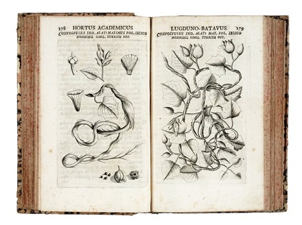  Hermann Paul : Horti academici Lugduno-Batavi catalogus exhibens Plantarum omnium Nomina... Botanica, Figurato, Scienze naturali, Collezionismo e Bibliografia  - Auction Libri, Autografi e Manoscritti - Libreria Antiquaria Gonnelli - Casa d'Aste - Gonnelli Casa d'Aste