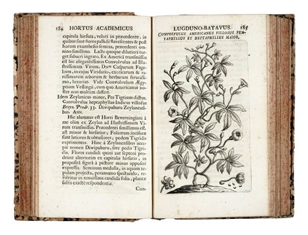  Hermann Paul : Horti academici Lugduno-Batavi catalogus exhibens Plantarum omnium Nomina... Botanica, Figurato, Scienze naturali, Collezionismo e Bibliografia  - Auction Libri, Autografi e Manoscritti - Libreria Antiquaria Gonnelli - Casa d'Aste - Gonnelli Casa d'Aste