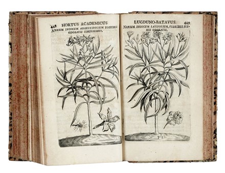  Hermann Paul : Horti academici Lugduno-Batavi catalogus exhibens Plantarum omnium Nomina... Botanica, Figurato, Scienze naturali, Collezionismo e Bibliografia  - Auction Libri, Autografi e Manoscritti - Libreria Antiquaria Gonnelli - Casa d'Aste - Gonnelli Casa d'Aste