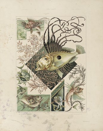  Anton Johann Nepomuk Seder  (Monaco di Baviera, 1850 - 1916) : Das Thier in der decorativen Kunst.  - Auction Arte Antica, Moderna e Contemporanea - Libreria Antiquaria Gonnelli - Casa d'Aste - Gonnelli Casa d'Aste