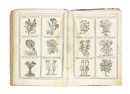  Durante Castore : Herbario nuovo... Botanica  - Auction Books, Autographs and Manuscripts - Libreria Antiquaria Gonnelli - Casa d'Aste - Gonnelli Casa d'Aste