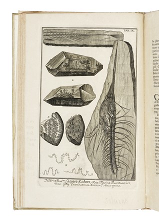  Scheuchzer Johann Jacob : Herbarium diluvianum... Botanica, Figurato  - Auction Books, Autographs and Manuscripts - Libreria Antiquaria Gonnelli - Casa d'Aste - Gonnelli Casa d'Aste