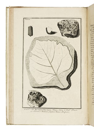  Scheuchzer Johann Jacob : Herbarium diluvianum... Botanica, Figurato  - Auction Books, Autographs and Manuscripts - Libreria Antiquaria Gonnelli - Casa d'Aste - Gonnelli Casa d'Aste