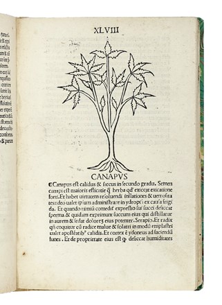 [Herbarius Latinus]. Incipit tractatus de virtutibus herbarum. Botanica  - Auction Books, Autographs and Manuscripts - Libreria Antiquaria Gonnelli - Casa d'Aste - Gonnelli Casa d'Aste