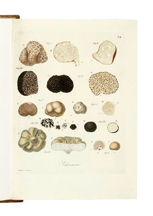  Vittadini Carlo : Monographia Tuberacearum... Micologia, Scienze naturali, Scienze naturali  - Auction Books, Autographs and Manuscripts - Libreria Antiquaria Gonnelli - Casa d'Aste - Gonnelli Casa d'Aste
