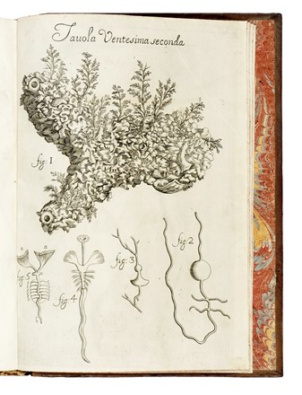  Redi Francesco : Osservazioni intorno agli animali viventi che si trovano negli animali viventi.  - Asta Libri, autografi e manoscritti - Libreria Antiquaria Gonnelli - Casa d'Aste - Gonnelli Casa d'Aste