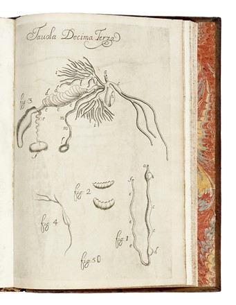  Redi Francesco : Osservazioni intorno agli animali viventi che si trovano negli animali viventi.  - Asta Libri, autografi e manoscritti - Libreria Antiquaria Gonnelli - Casa d'Aste - Gonnelli Casa d'Aste