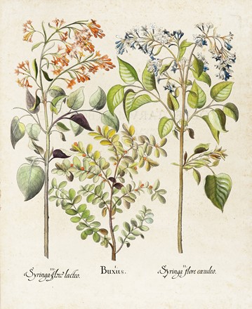  Basilius Besler  (Norimberga, 1561 - 1629) : Mandragora foemina, Chelidonium minus / Syringa flore lacteo, Buxus, Syringa flore ceruleo.  - Auction Arte Antica, Moderna e Contemporanea [parte I] - Libreria Antiquaria Gonnelli - Casa d'Aste - Gonnelli Casa d'Aste