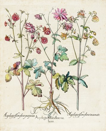  Basilius Besler  (Norimberga, 1561 - 1629) : Helianthemum flore luteo, Eringium marinum, Helianthemum flore albo / Aquilegia flore pleno purpureo, Aquilegia stellata flore violaceo, Aquilegia flore pleno incarnato.  - Auction Arte Antica, Moderna e Contemporanea [parte I] - Libreria Antiquaria Gonnelli - Casa d'Aste - Gonnelli Casa d'Aste